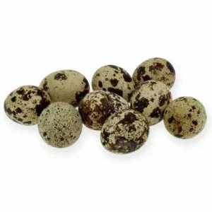 Wachteleier aus Bodenhaltung