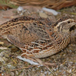 Wachtel Bruteier aus Bodenhaltung